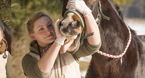 Pferdezahnbehandlung durch einen Tierarzt