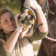 Pferdezahnbehandlung durch einen Tierarzt