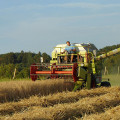 Dinkel als alternatives Getreide