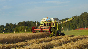 Dinkel als alternatives Getreide