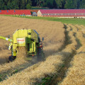 Dinkel als alternatives Getreide