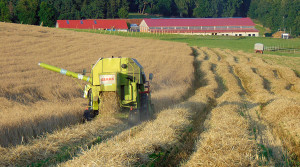 Dinkel als alternatives Getreide