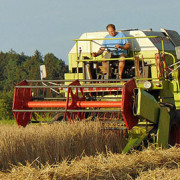 Dinkel als alternatives Getreide