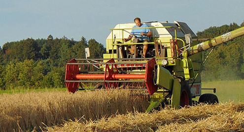 Dinkel als alternatives Getreide