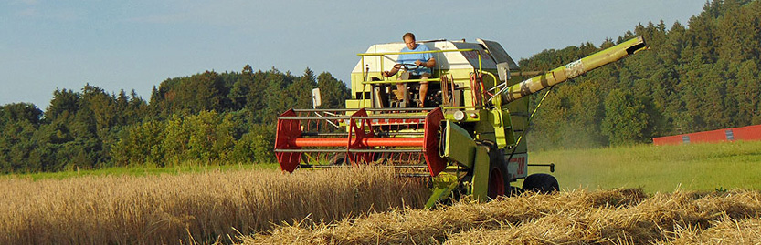 Dinkel als alternatives Getreide