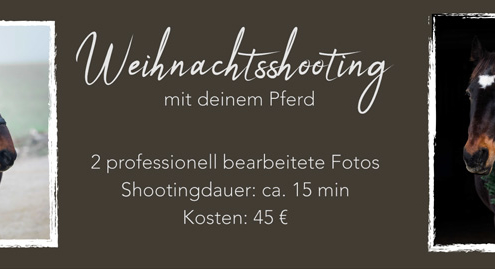 Weihnachtliches Fotoshooting für Pferde