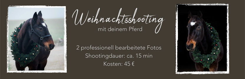 Weihnachtliches Fotoshooting für Pferde